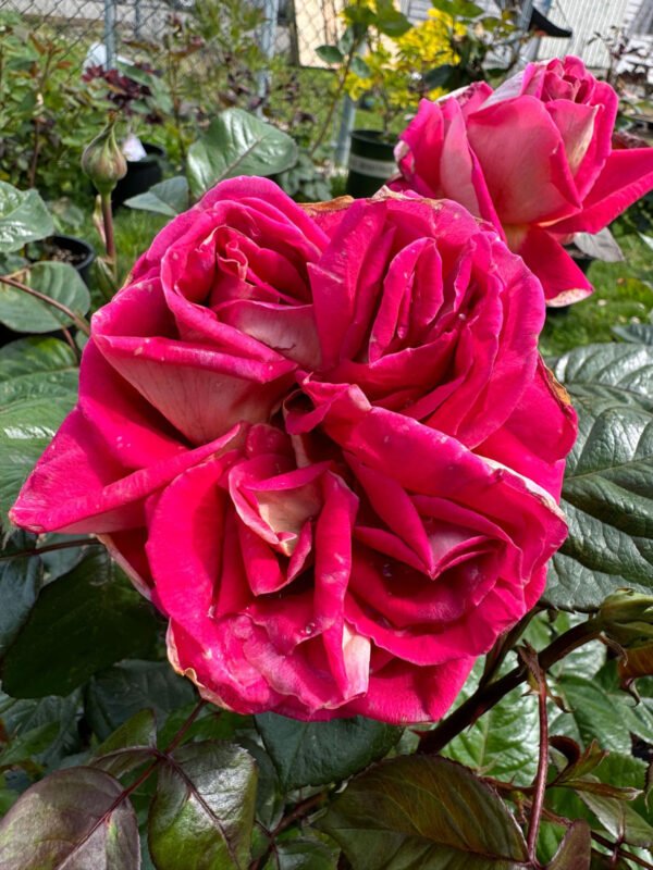 Cherry Red Rose