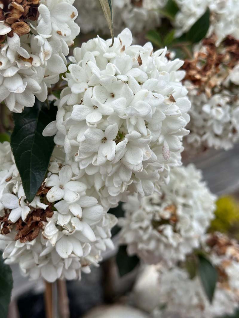 Eskimo Viburnum