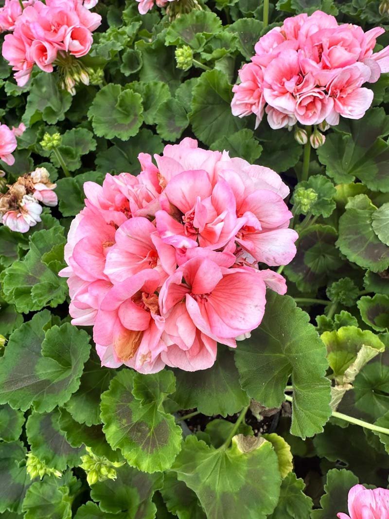 Geraniums Zonal Ivy Scented