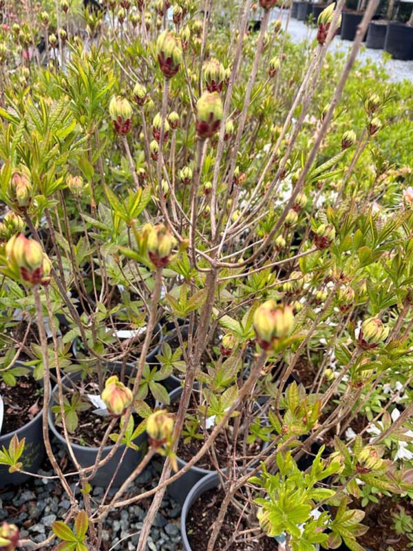 Northern Hi-lights Azalea new