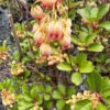 Red-Vein-Enkianthus-New