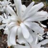 Royal Star Magnolia New