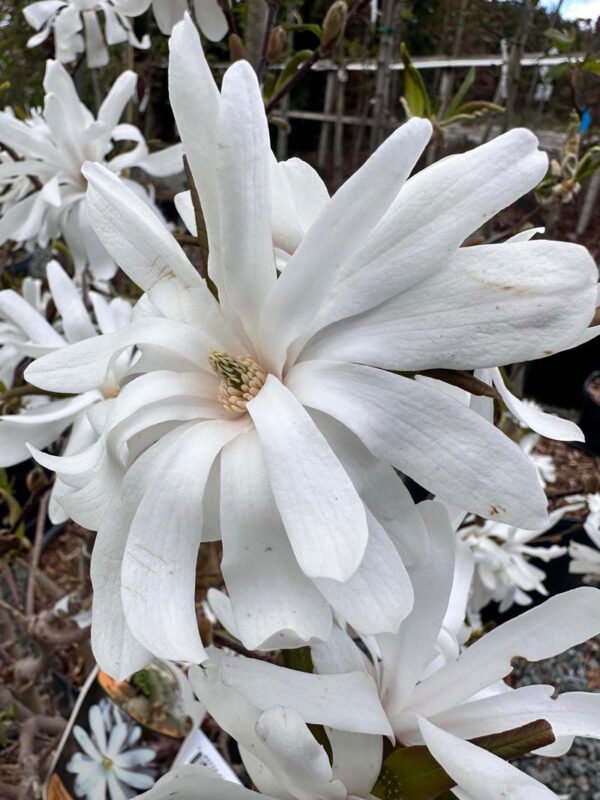 Royal Star Magnolia New