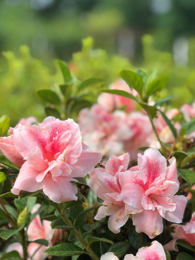 Azaleas