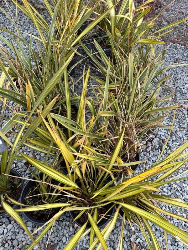 Apricot Queen New Zealand