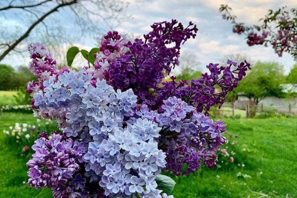 Premium Lilac Varieties Grown Through Advanced In Vitro Techniques for Canadian Landscapes