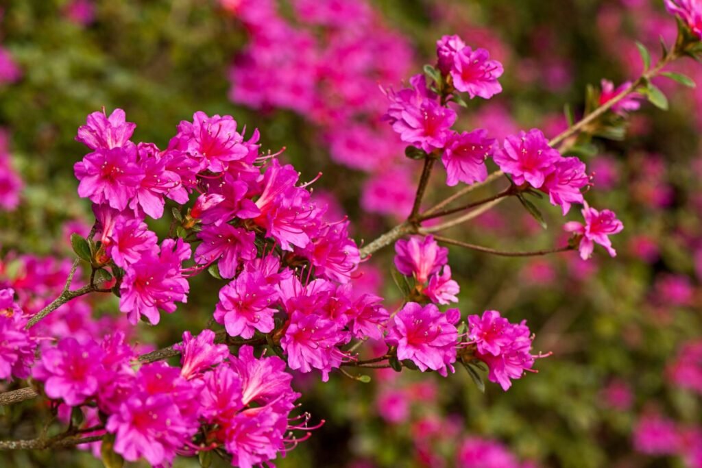 Consistent, Disease-Free Azaleas Plants for Canadian Growers Through In Vitro Technology