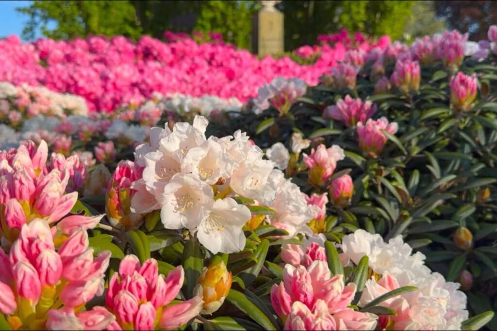 Supplying Uniform Rhododendron Plants Across Canada with Advanced In Vitro Cultivation