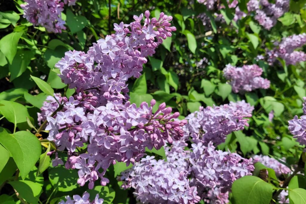 Premium In Vitro–Grown Lilac Plants for Nurseries & Landscapes in Vancouver, BC