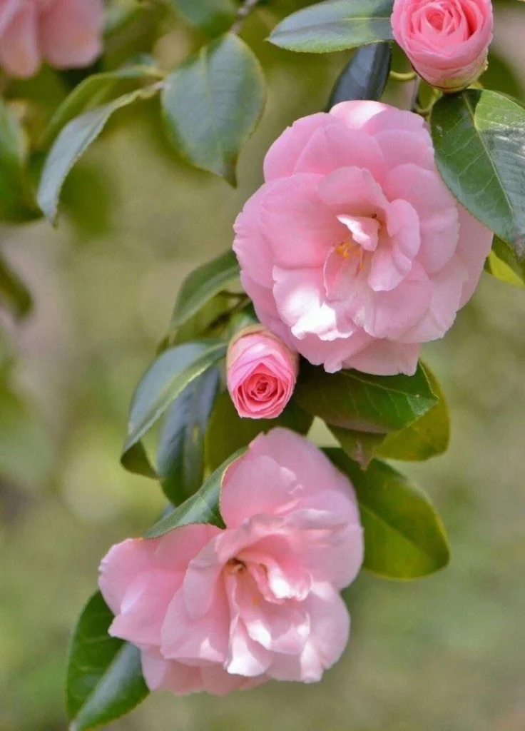 Camellia Jury’s Pearl