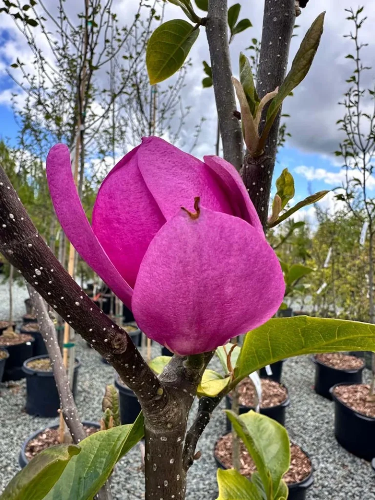 Cleopatra Magnolia