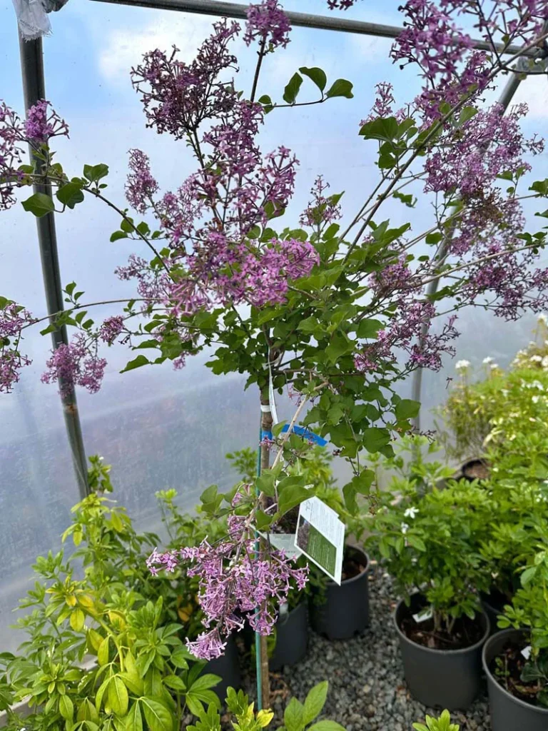 Dark Purple Bloomerang Lilac
