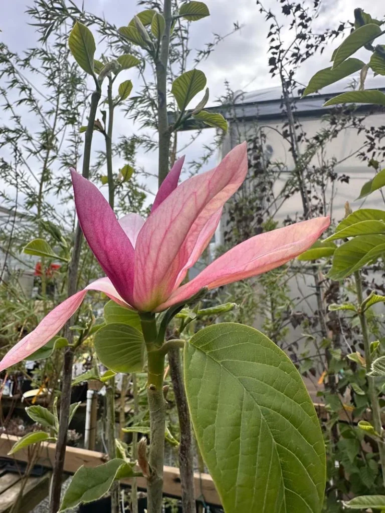 Daybreak magnolia with a large, open, star-shaped bloom in soft pink tones with deeper rosy centers, held upright on a young tree, surrounded by broad green leaves and slender branches inside a nursery setting.