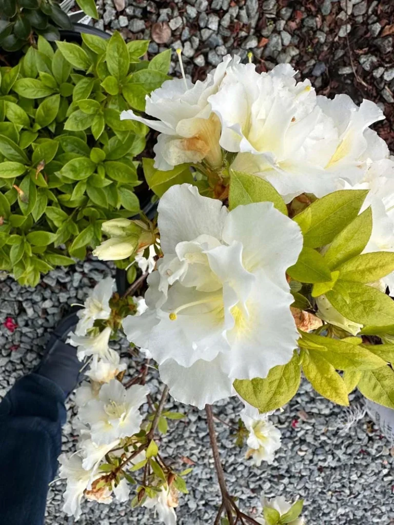 Top-down view of a potted azalea with large double white blooms showing soft yellow centers, fresh light-green foliage, and additional buds, set on a gravel nursery surface.