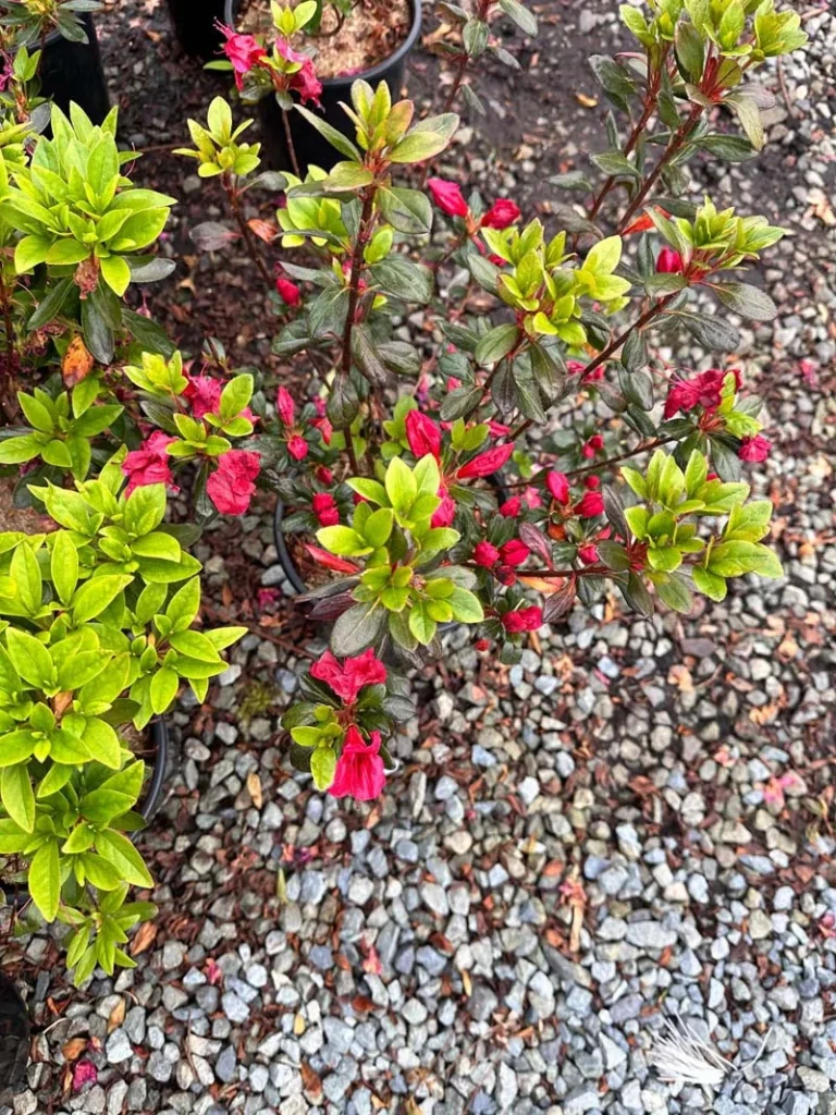 Girard’s Fuchsia Azalea