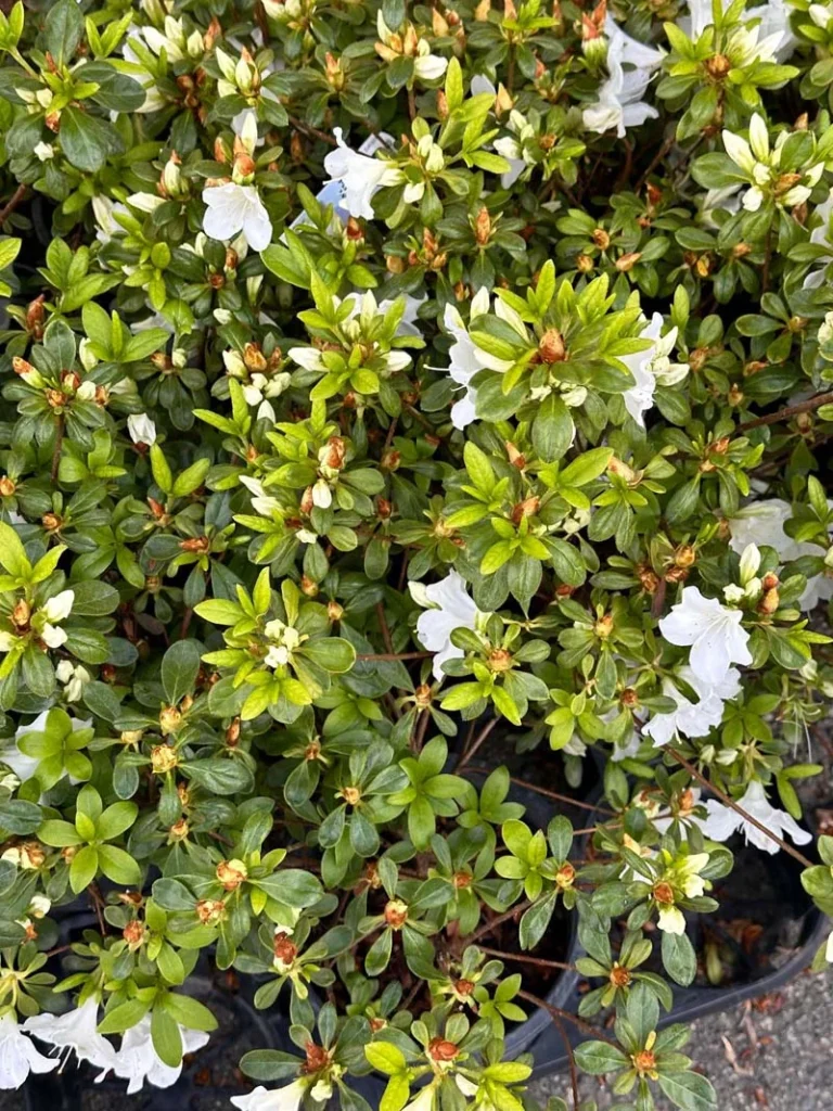 Girard’s Pleasant White Azalea