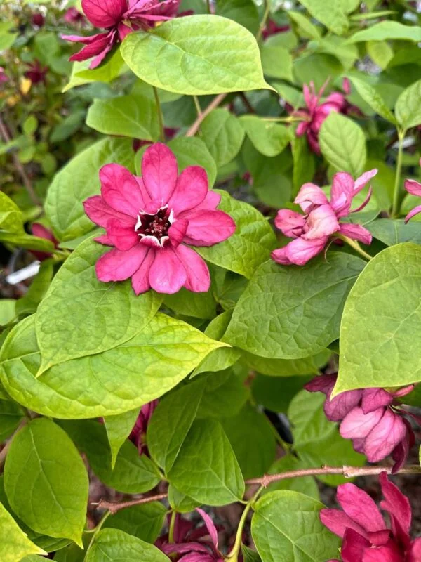 Hartlage Wine Allspice