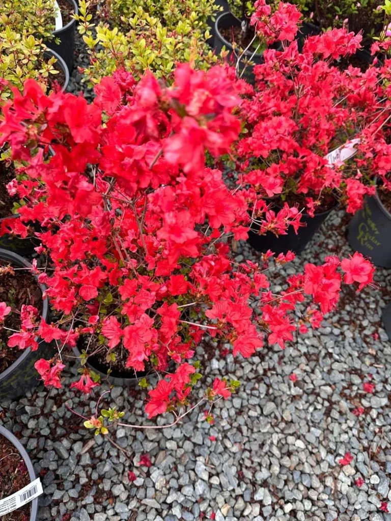 Hino Crimson Azalea 2