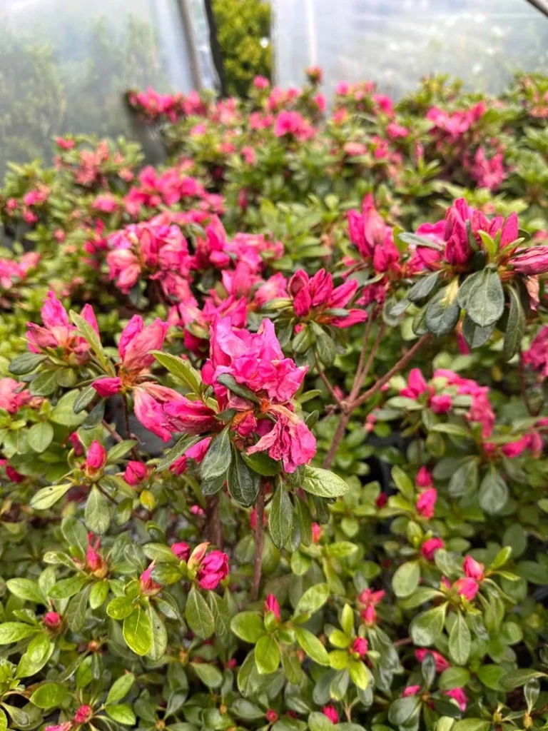 Hot Pink Bloom-A-Thon Azalea