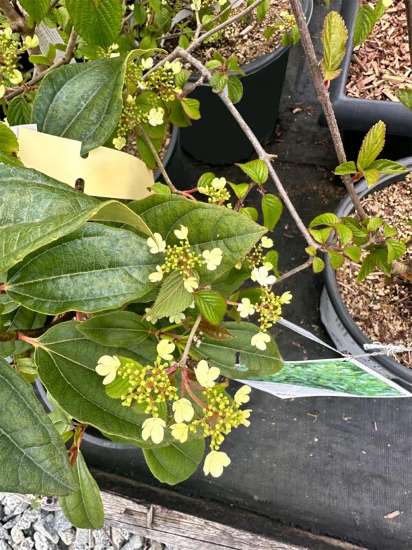 King Edward Flowering Currant