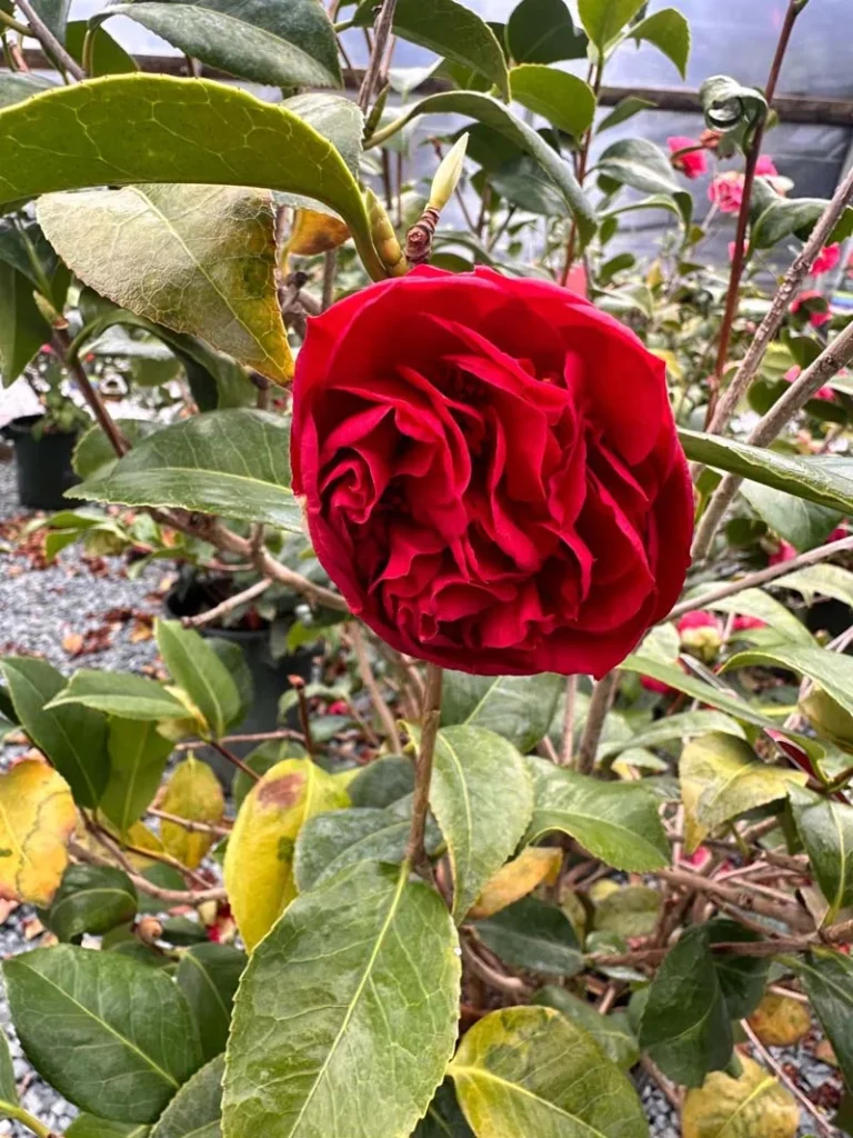 Kramer’s Supreme Camellia