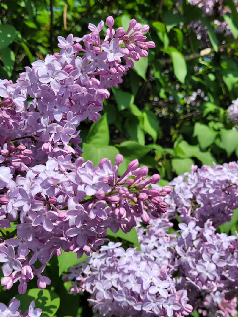 Lilacs