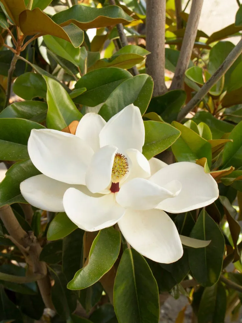 Magnolia