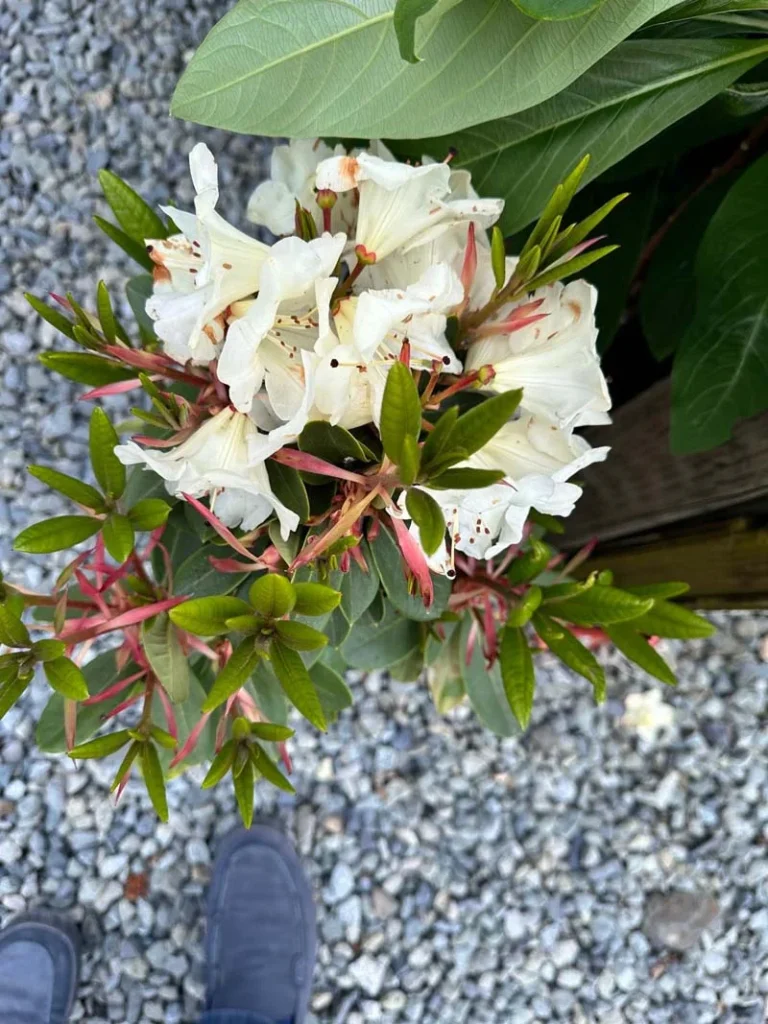 Magnolia eflora Camellia