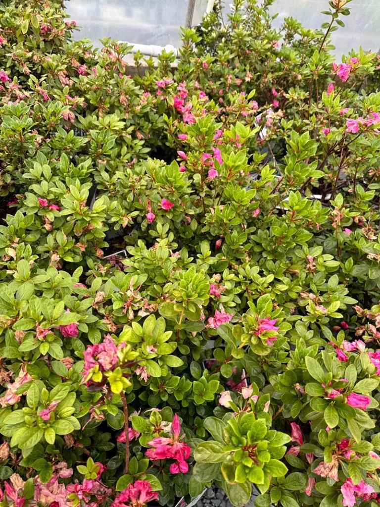Add bold beauty with Maraschino Azalea, a stunning azalea from Canadian invitro plants. Its rich cherry-red blooms and glossy foliage bring vibrant color and strong seasonal charm to any garden.