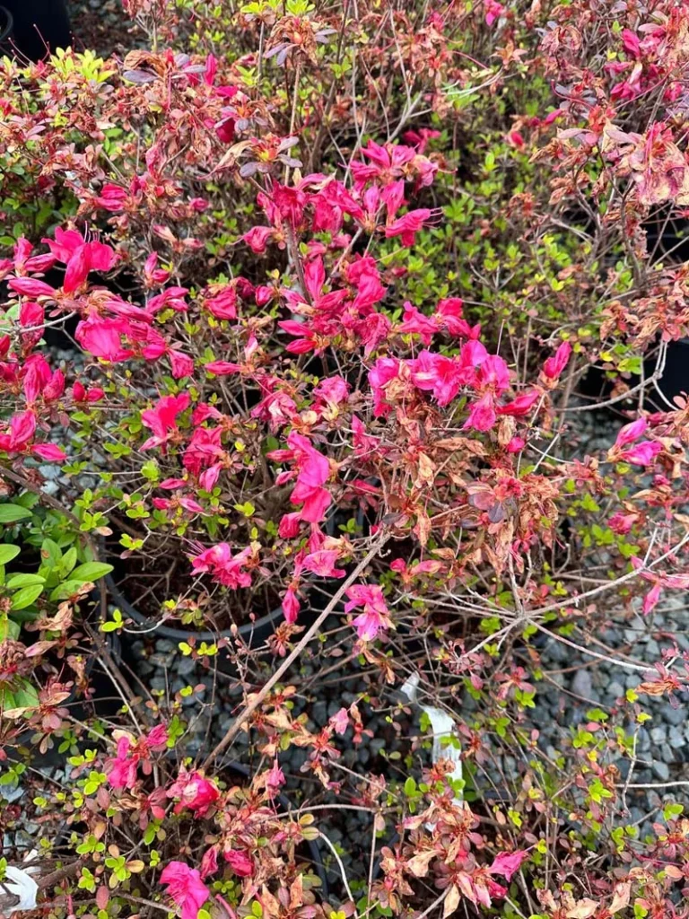 Mother’s Day Azalea