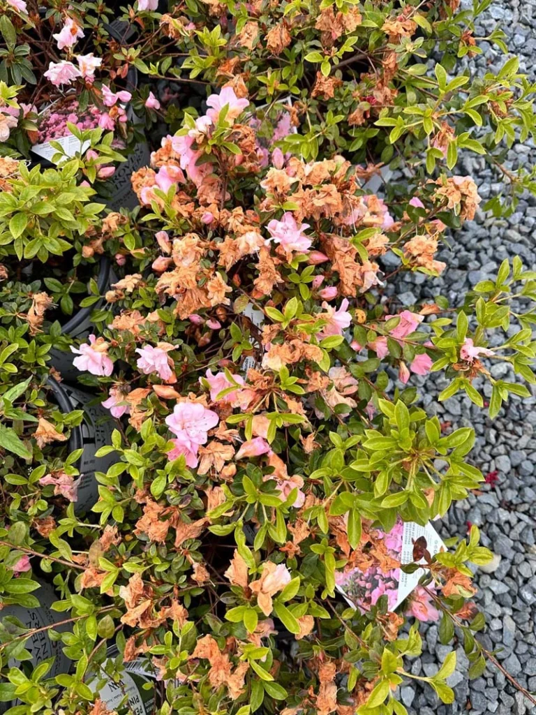 Low-growing azalea shrub in a nursery setting with soft pink flowers mixed with dried, brown spent blooms and dense green foliage, photographed from above on a gravel surface.