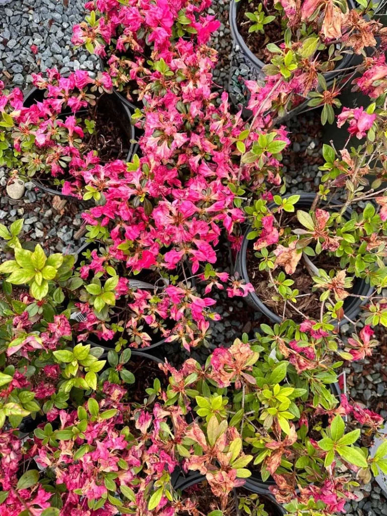 Red Bloom- A Thon Azalea