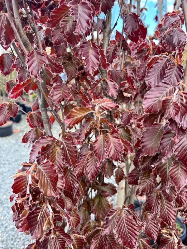 Red Obelisk European Beech