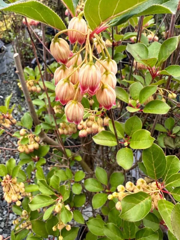 Red Vein Enkianthus