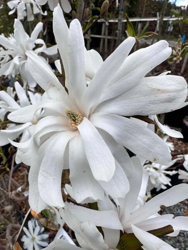 Royal Star Magnolia