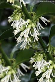 Sarcococca Ruscifolia
