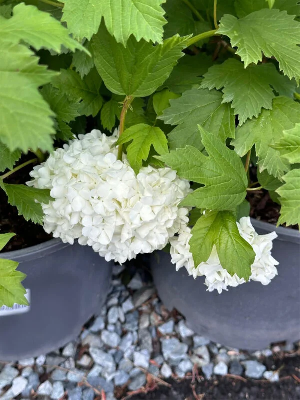 Viburnum Opulus Sterile