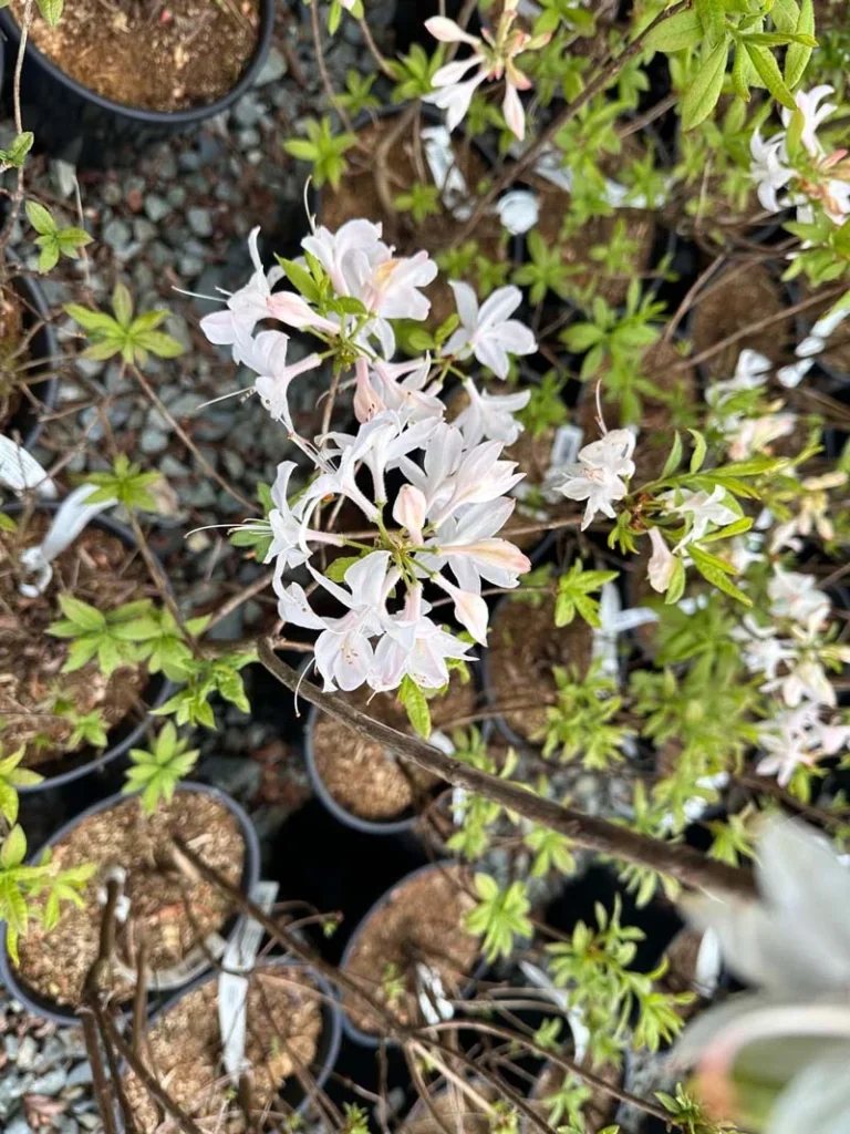 White Lights Azalea