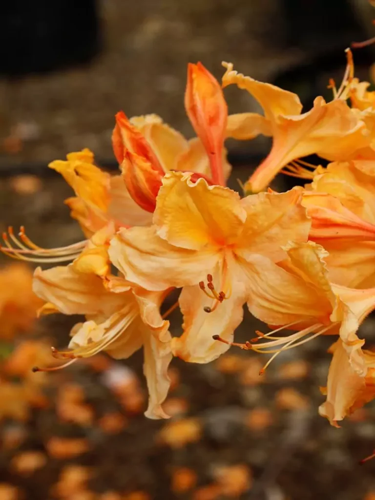 Azalea Deciduous Golden Lights