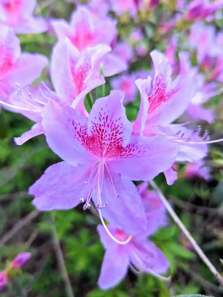 Azalea Evergreen Blue Dundee