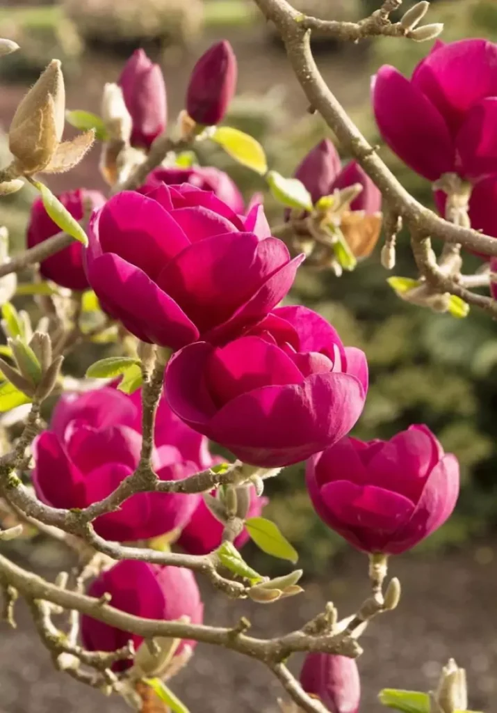 Black Tulip Magnolia