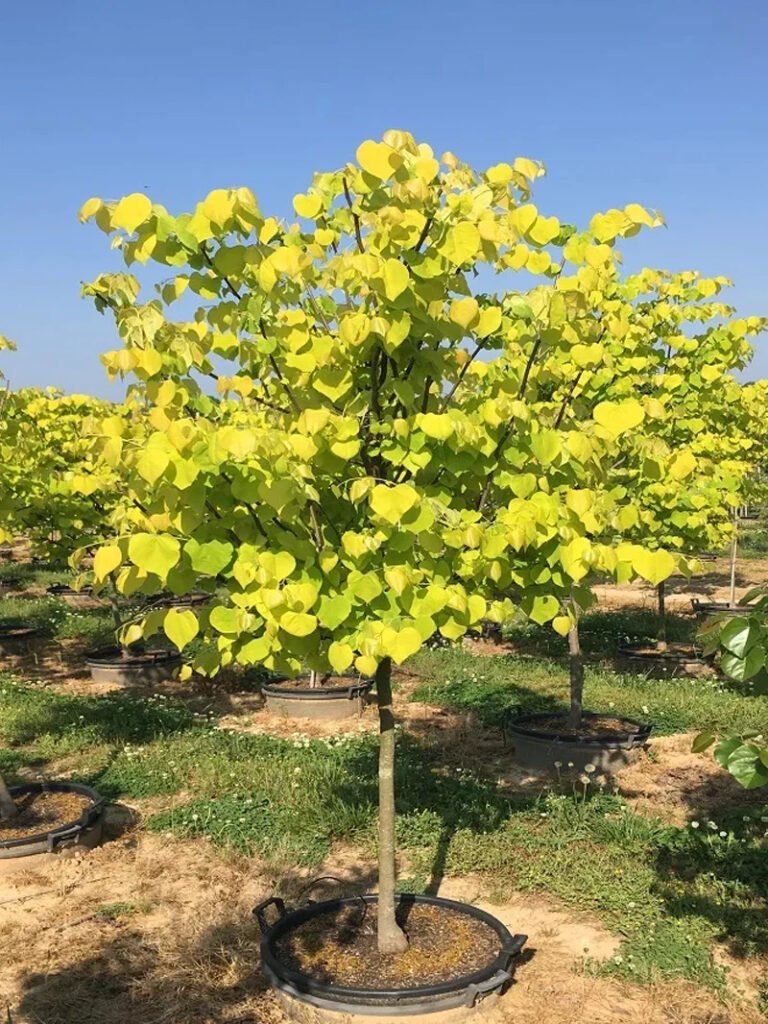 Cercis Heart Of Gold