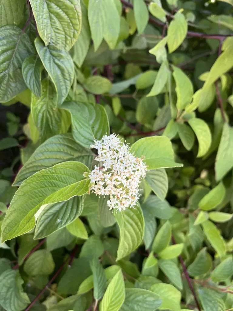 Cornus Sericea