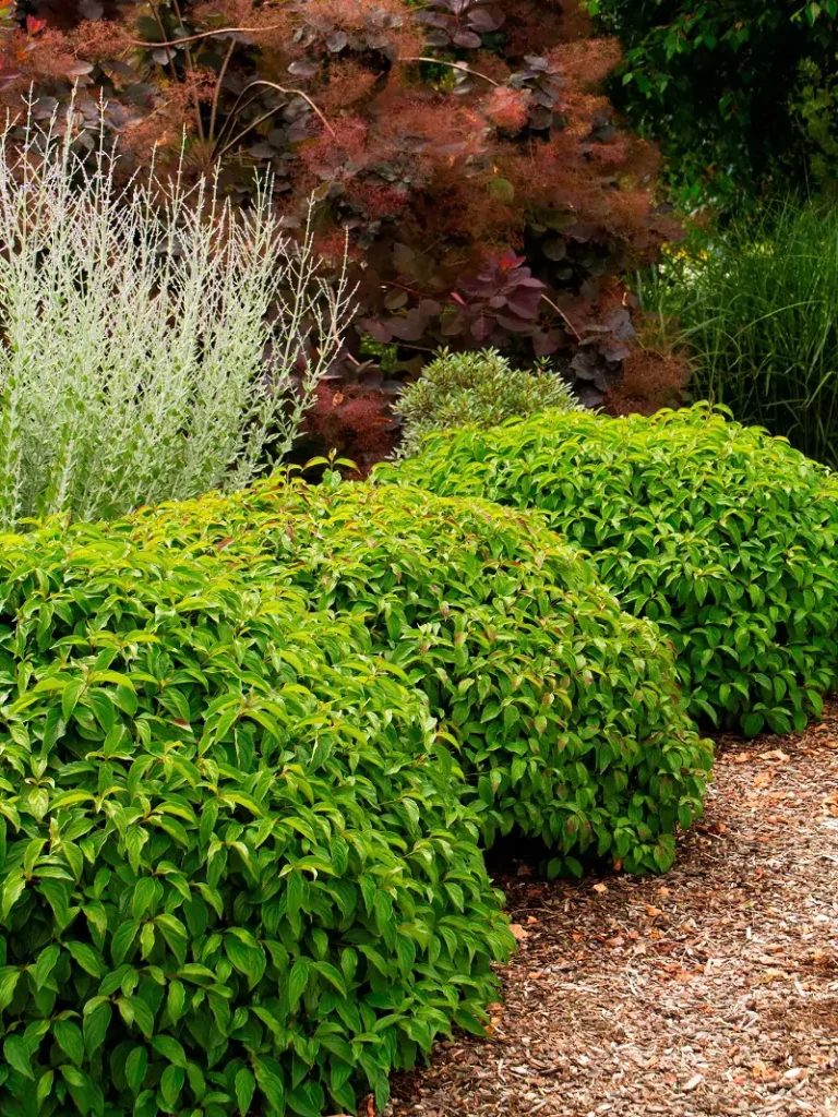 Cornus Sericea Kelseyi