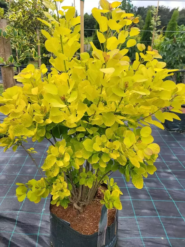 Cotinus Golden Spirit