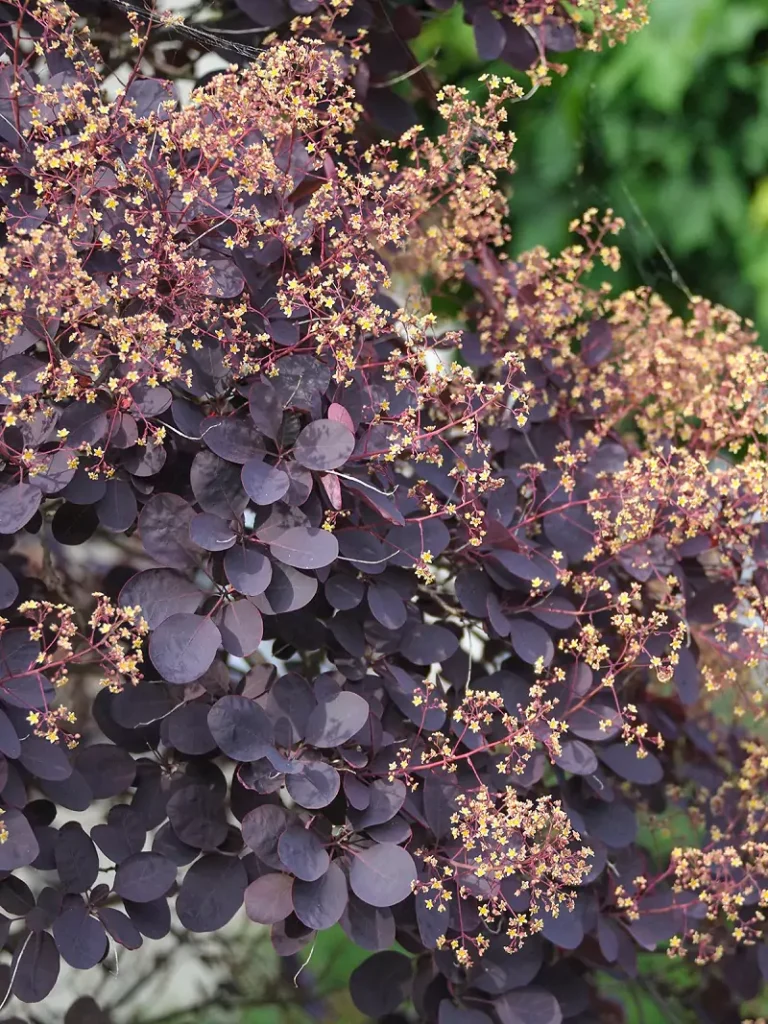 Cotinus Purple Passion