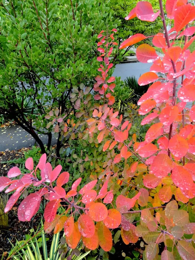 Cotinus Royal Purple