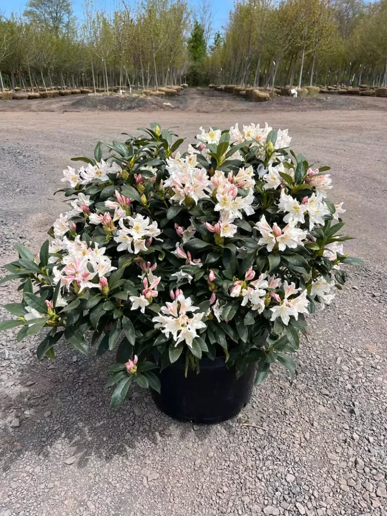 Cunningham White – White