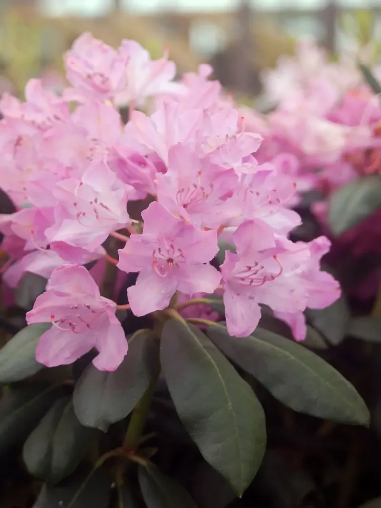 English Roseum – Rose Pink