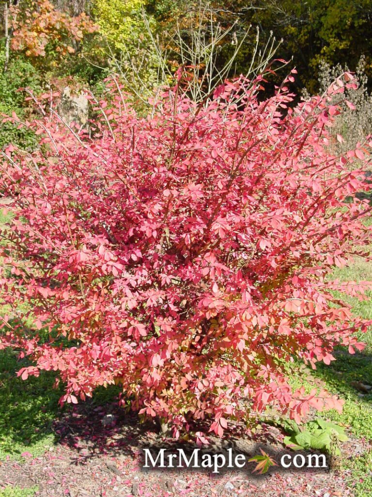 Euonymus Alatus Compacta